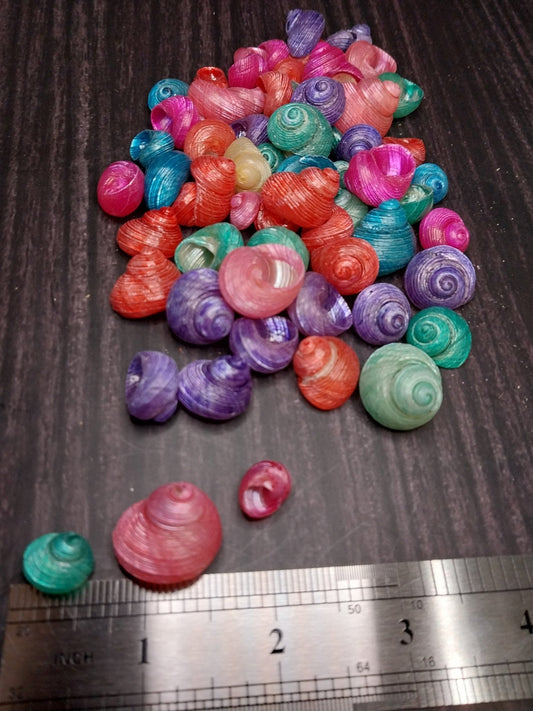 Bulk Dyed Turbo Shells – Vibrant Spiral Craft Shells for DIY & Coastal Decor
