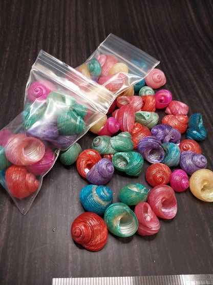Bulk Dyed Turbo Shells – Vibrant Spiral Craft Shells for DIY & Coastal Decor
