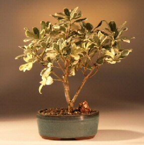 Flowering Japanese Mock Orange Bonsai Tree - Variegated (pittosporum