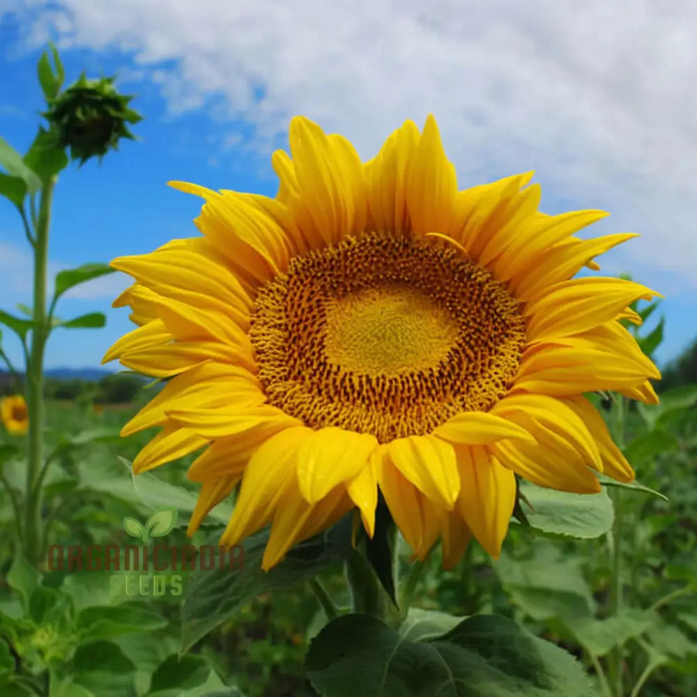 Edible Giant Sunflower Seeds - Premium Quality Seeds for Growing Mammoth Sunflowers