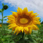 Edible Giant Sunflower Seeds - Premium Quality Seeds for Growing Mammoth Sunflowers