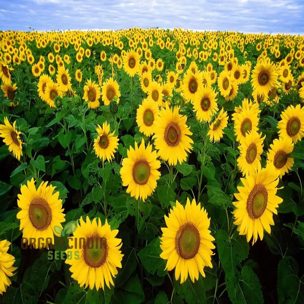 Edible Giant Sunflower Seeds - Premium Quality Seeds for Growing Mammoth Sunflowers