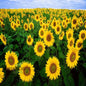 Edible Giant Sunflower Seeds - Premium Quality Seeds for Growing Mammoth Sunflowers