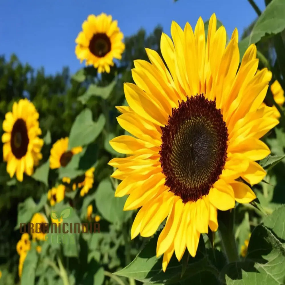 Edible Giant Sunflower Seeds - Premium Quality Seeds for Growing Mammoth Sunflowers