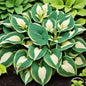 Exquisite Premium Hosta Plant Seeds, Elevate Your Garden with Stunning Beauty, Premium Seeds for Planting