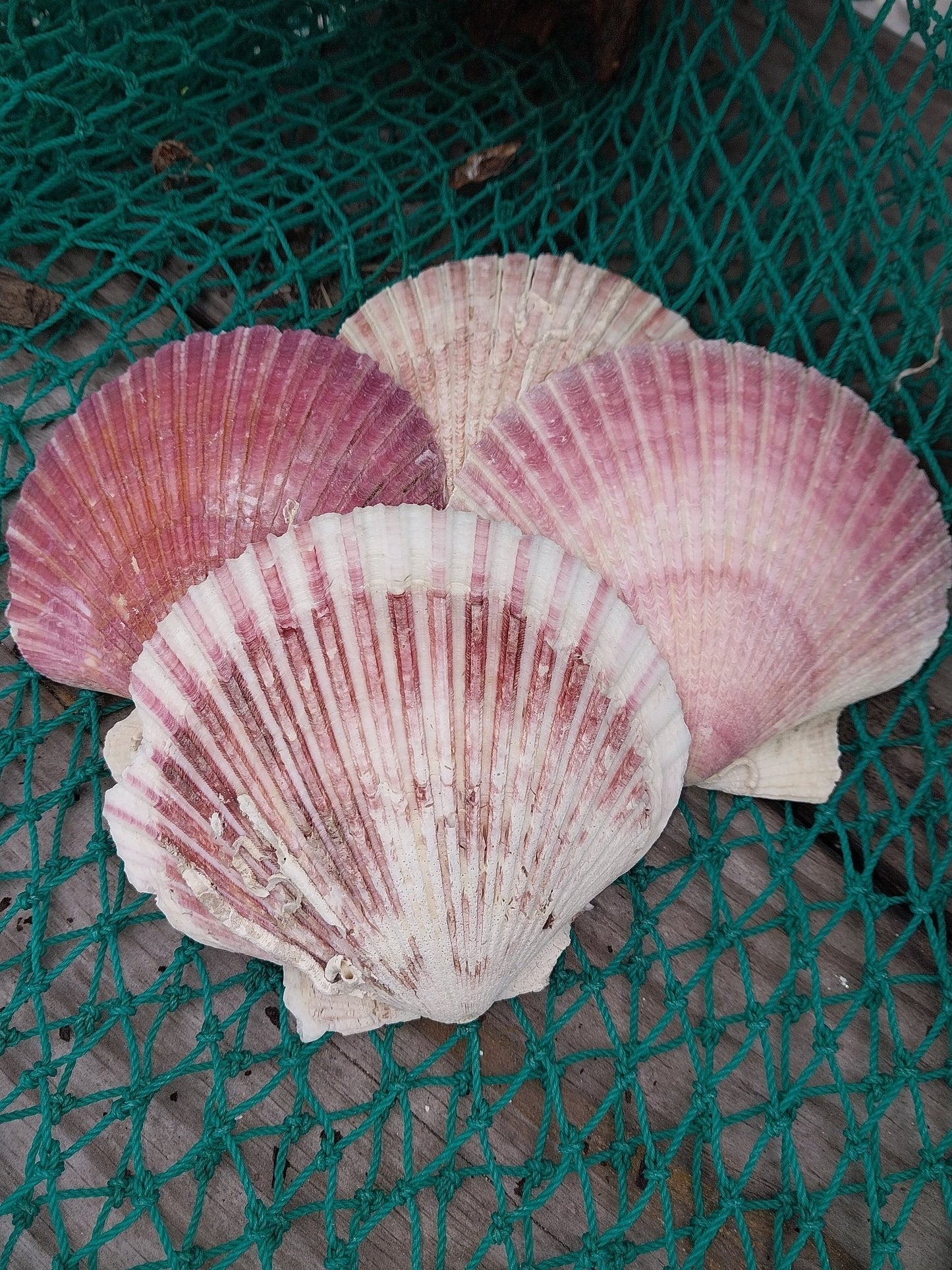 Purple Scallop - 4 Sizes & Bulk