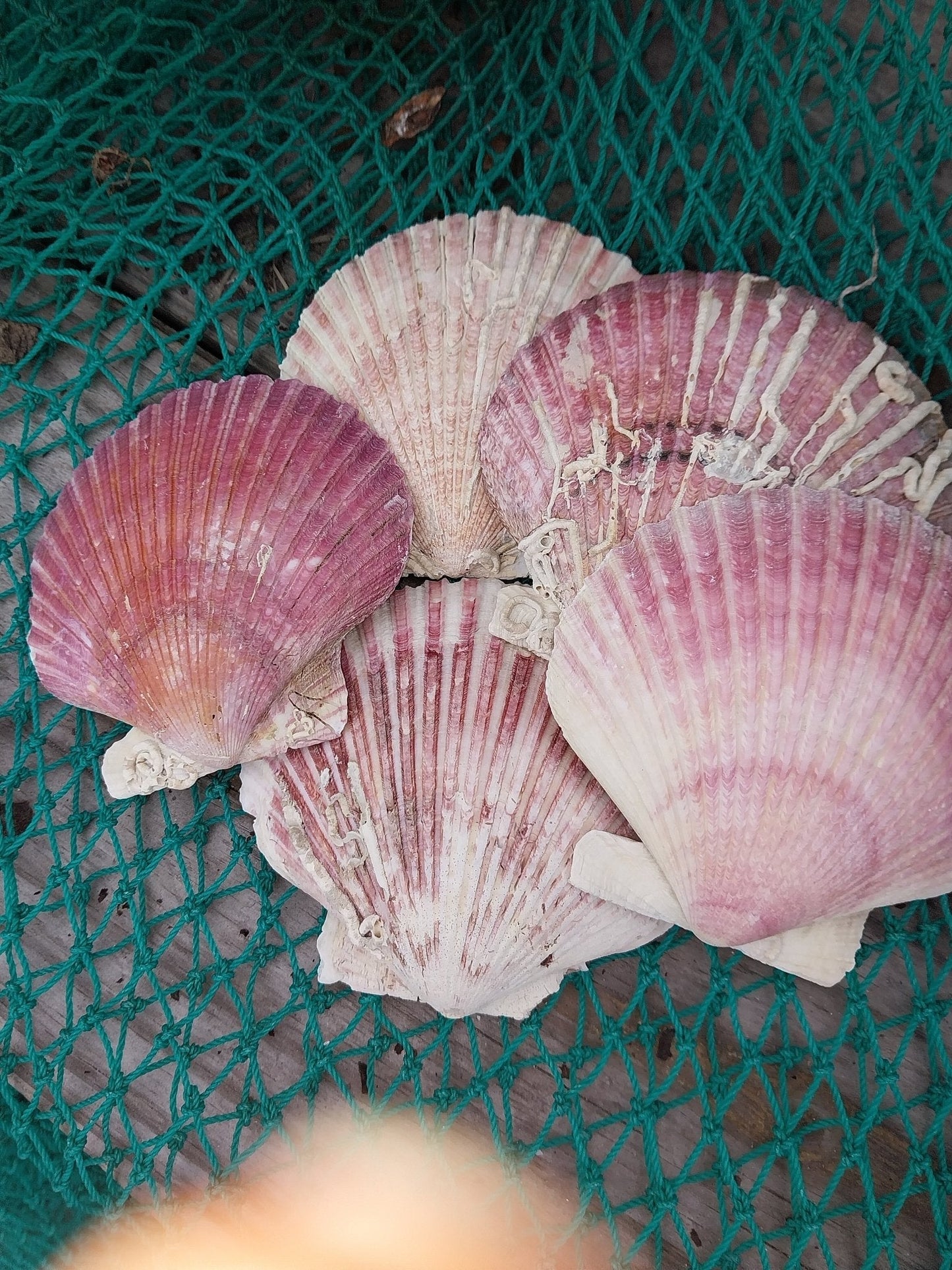 Purple Scallop - 4 Sizes & Bulk