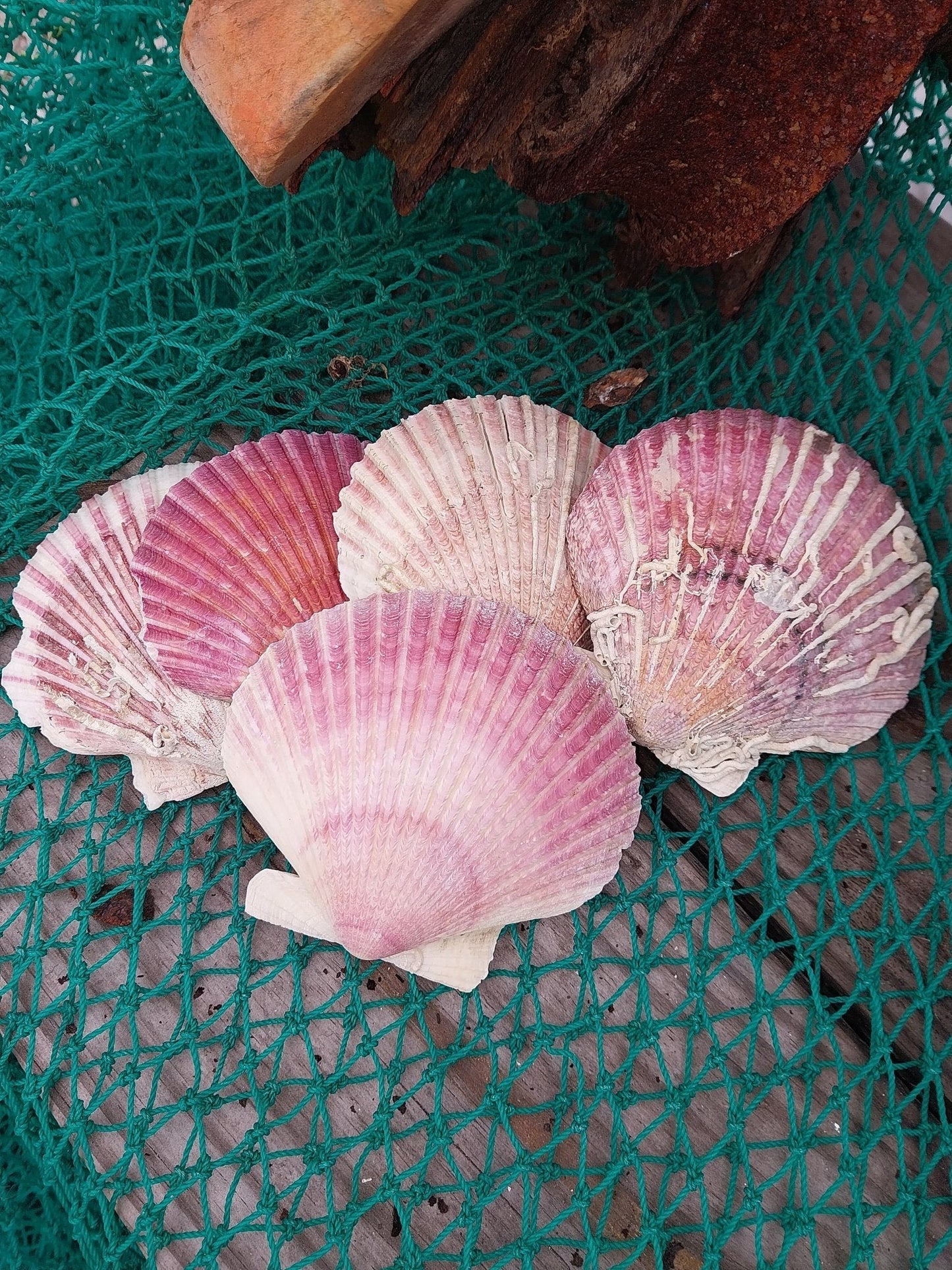 Purple Scallop - 4 Sizes & Bulk