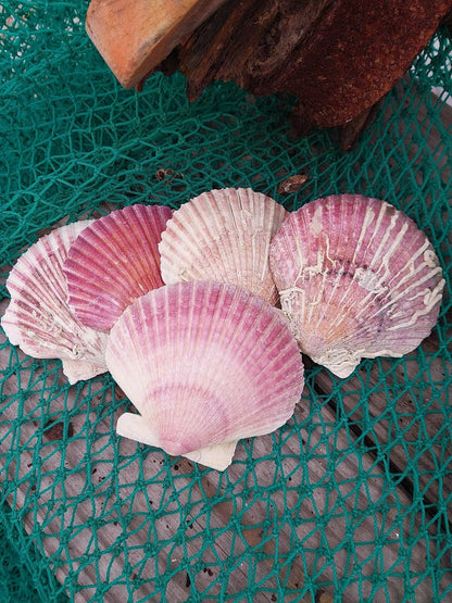 Purple Scallop - 4 Sizes & Bulk