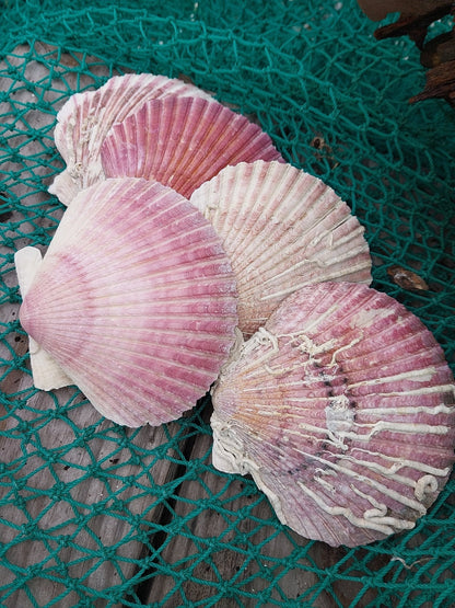 Purple Scallop - 4 Sizes & Bulk