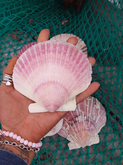 Purple Scallop - 4 Sizes & Bulk