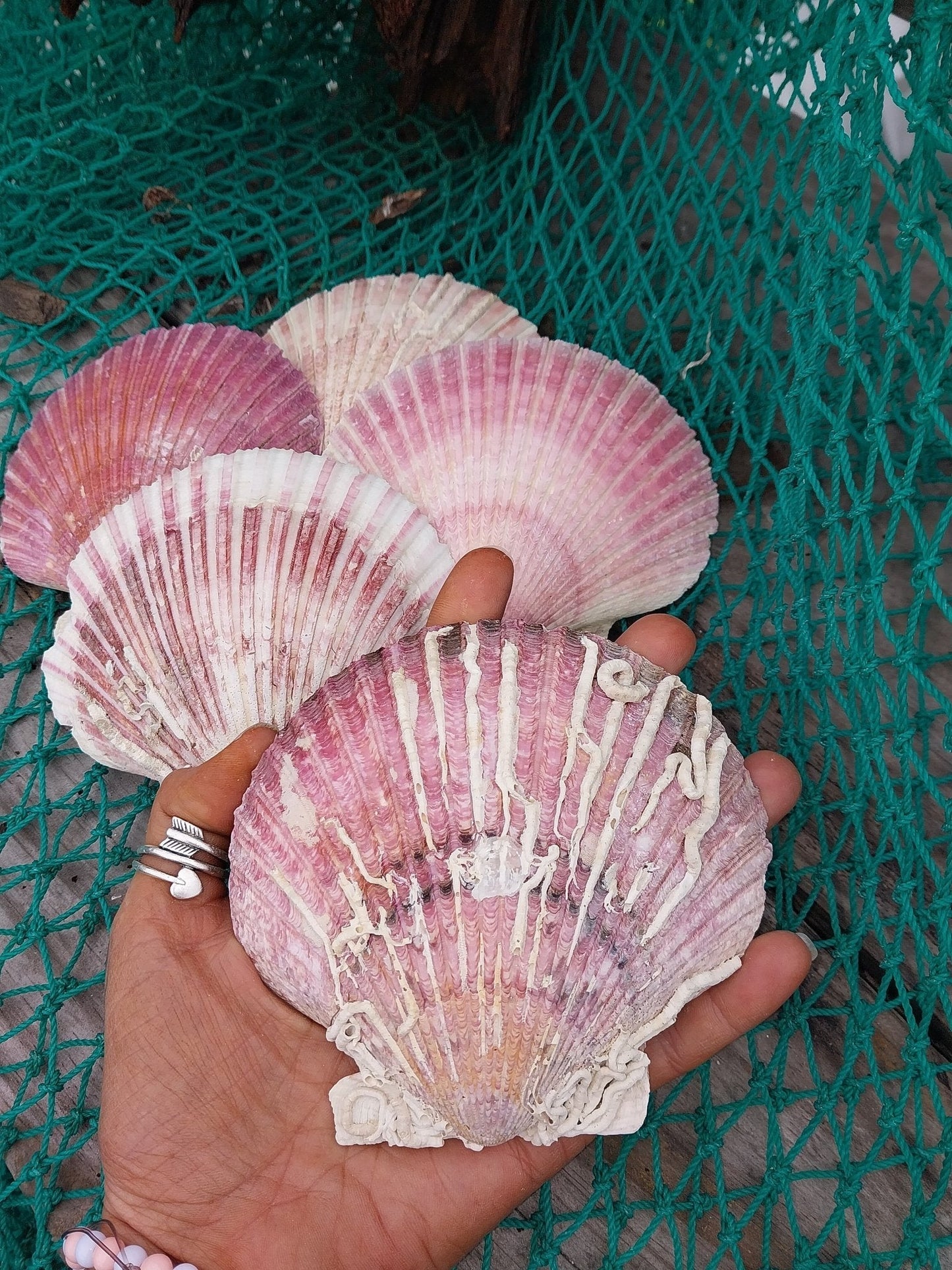 Purple Scallop - 4 Sizes & Bulk