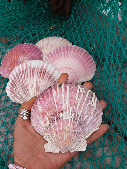 Purple Scallop - 4 Sizes & Bulk