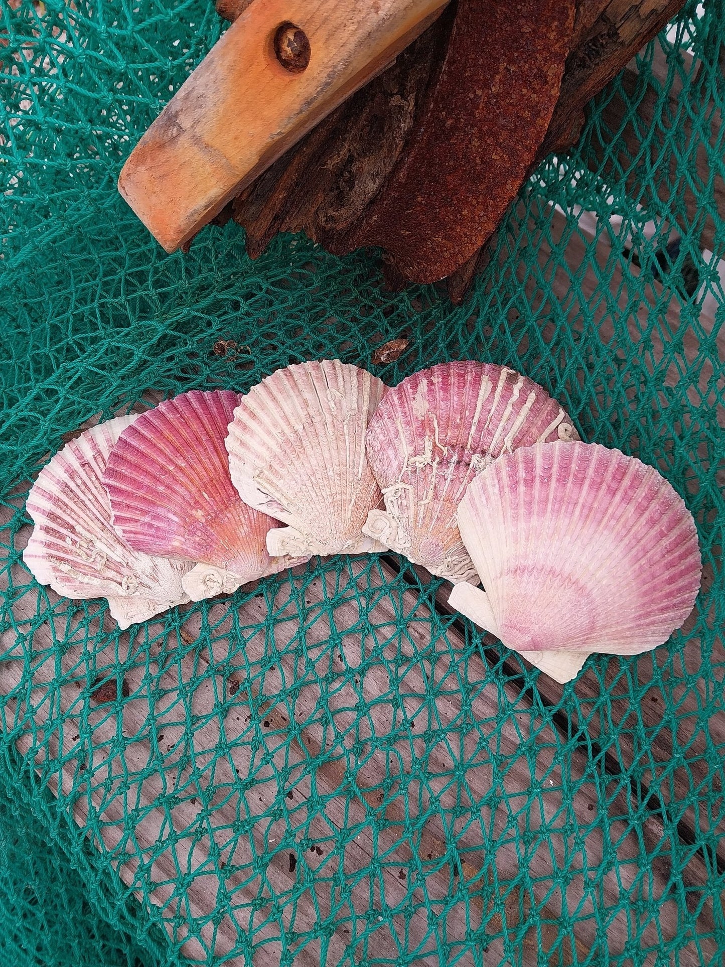 Purple Scallop - 4 Sizes & Bulk