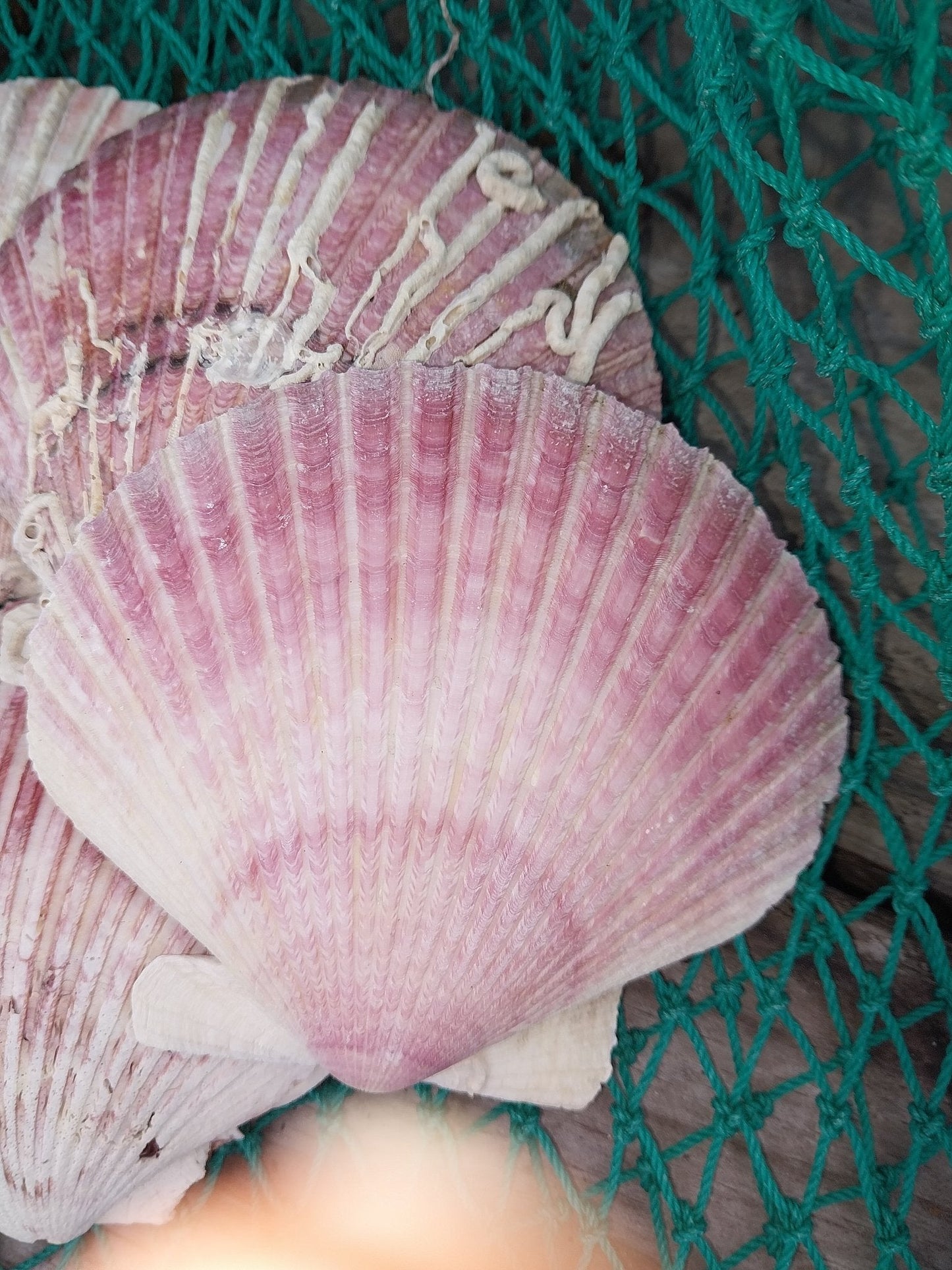 Purple Scallop - 4 Sizes & Bulk