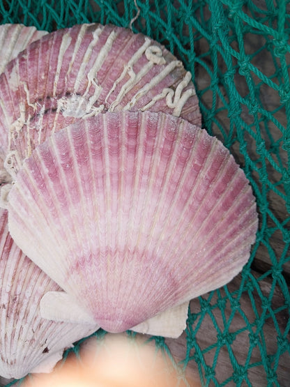 Purple Scallop - 4 Sizes & Bulk