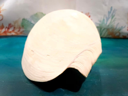 Extra Large Umbilicate Baler Melo Shell 13.5" Exact Shown