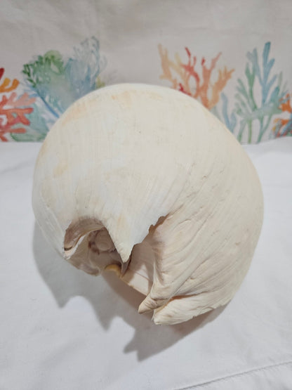 Extra Large Umbilicate Baler Melon Shell 12.5"