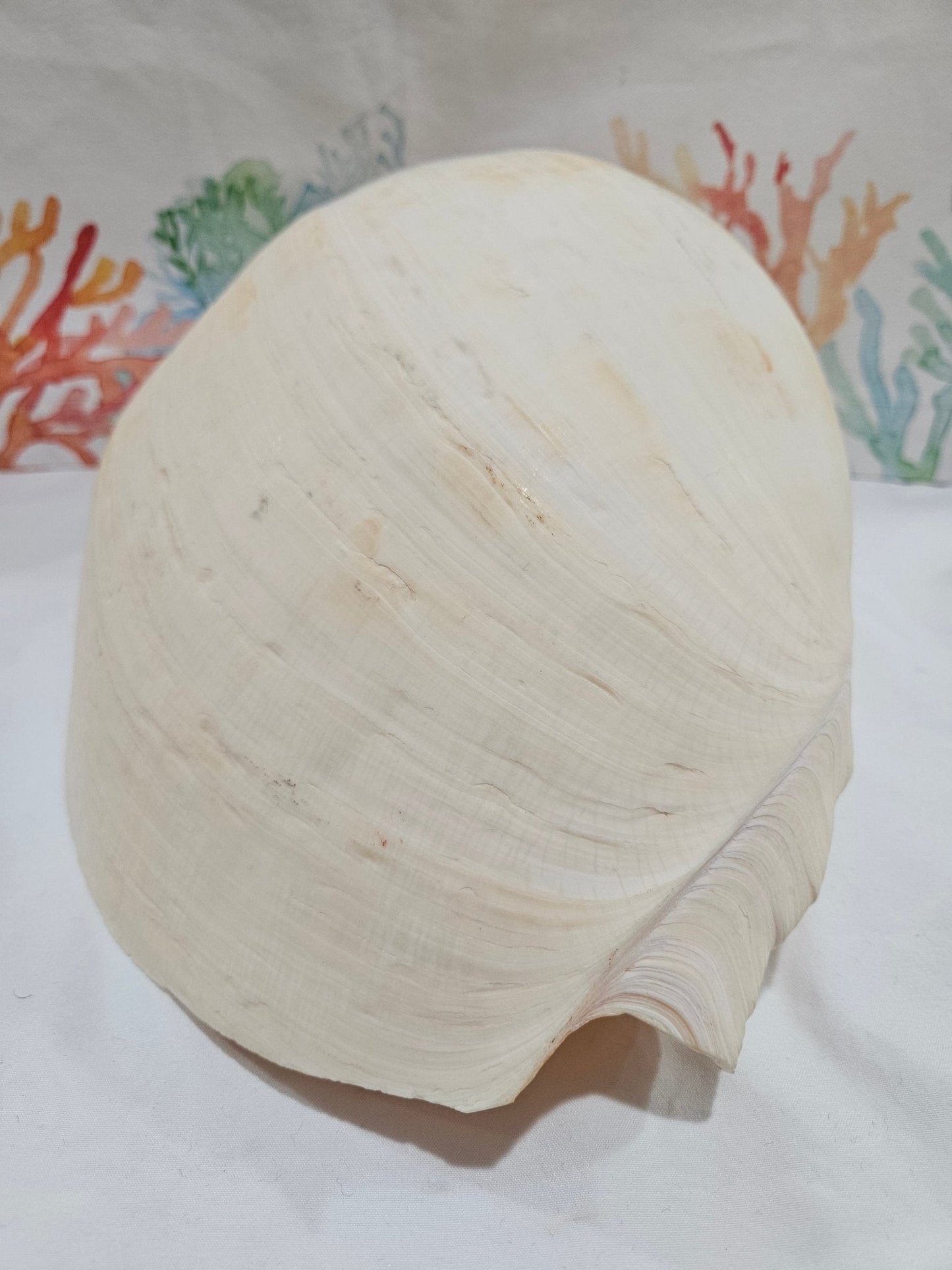 Extra Large Umbilicate Baler Melon Shell 12.5"