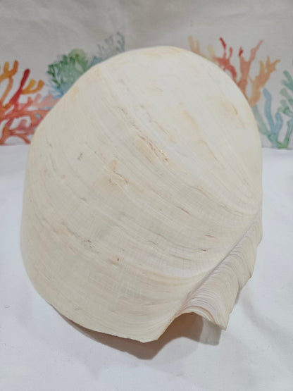 Extra Large Umbilicate Baler Melon Shell 12.5"
