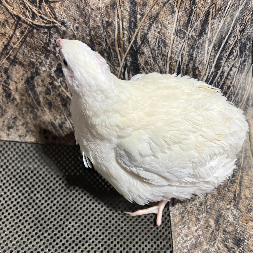 Jumbo White Coturnix Hatching Eggs - Premium Quail Eggs for Hatching - Perfect for Homesteaders, Breeders, Hobbyists - Freshly Collected for High Hatch Rates (Copy)
