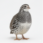 Fertile Quail Eggs – Choose Your Variety