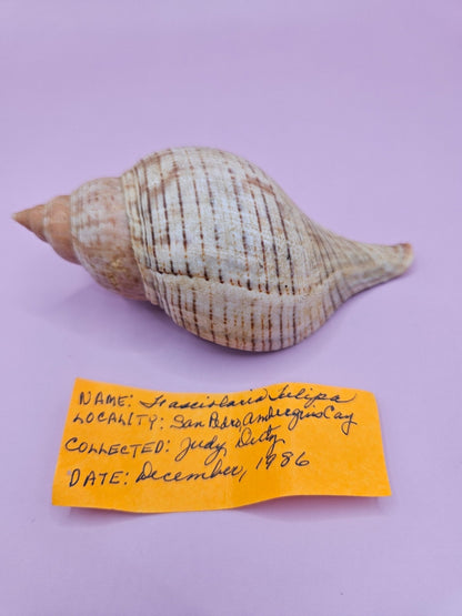 Fasciolaria Tulips Shell with Documentation – Unique Marine Specimen 4"