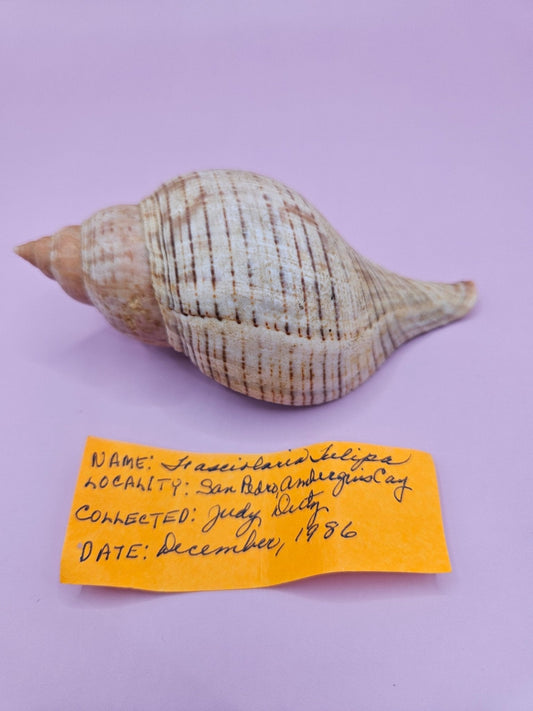 Fasciolaria Tulips Shell with Documentation – Unique Marine Specimen 4"
