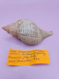 Fasciolaria Tulips Shell with Documentation – Unique Marine Specimen 4"