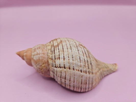 Fasciolaria Tulips Shell with Documentation – Unique Marine Specimen 4"