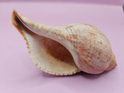 Fasciolaria Tulips Shell with Documentation – Unique Marine Specimen 4"