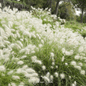 Feathertop – 25 Seeds