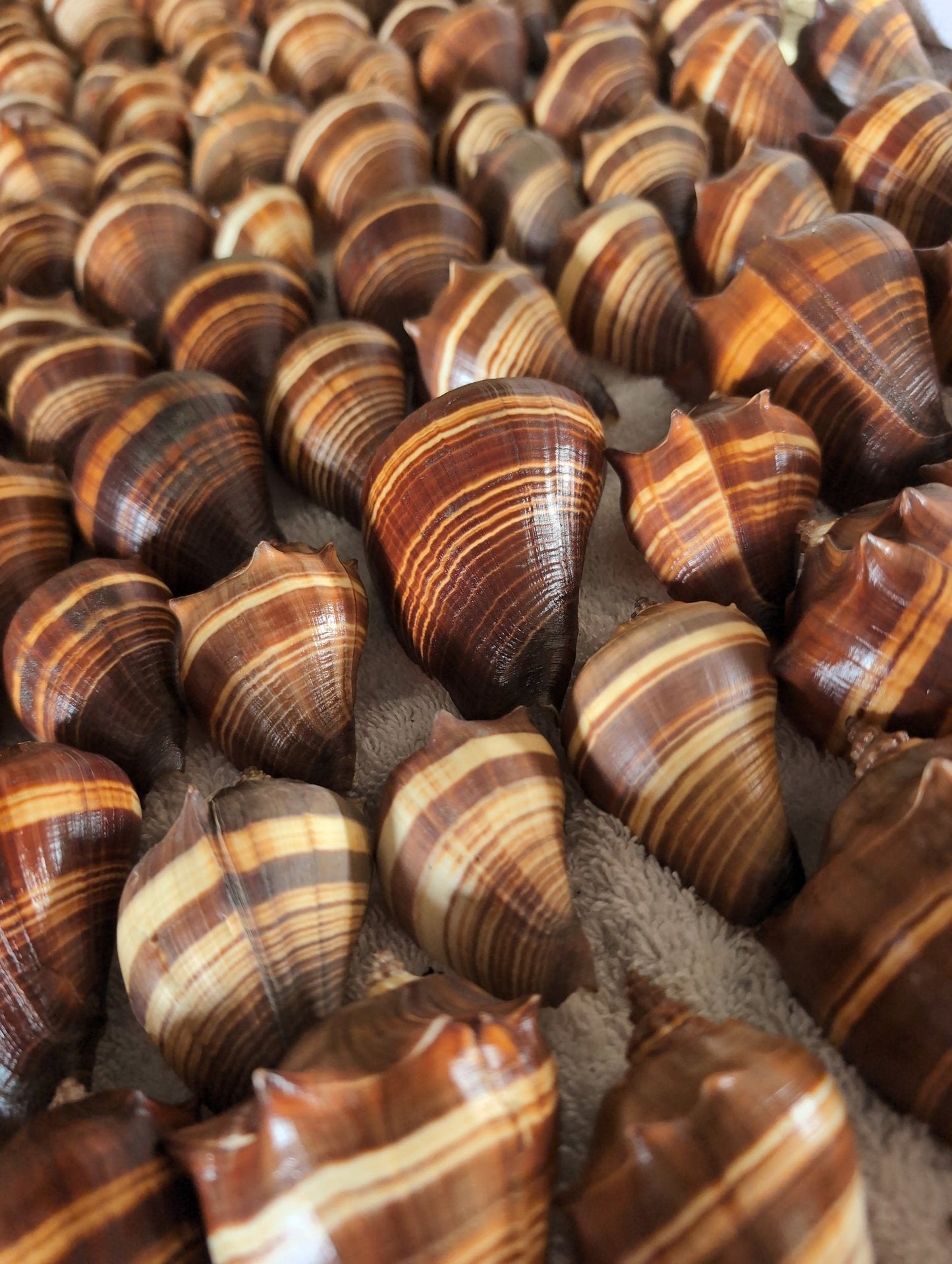 Fiber Pacific Crown Conch Shell - Melongena patula (Edged Lip)