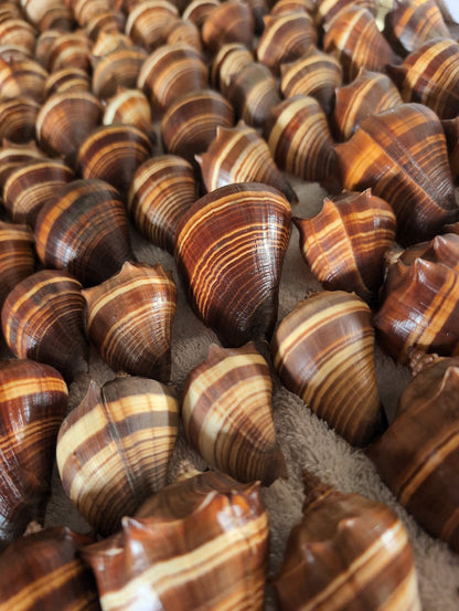 Fiber Pacific Crown Conch Shell - Melongena patula (Edged Lip)