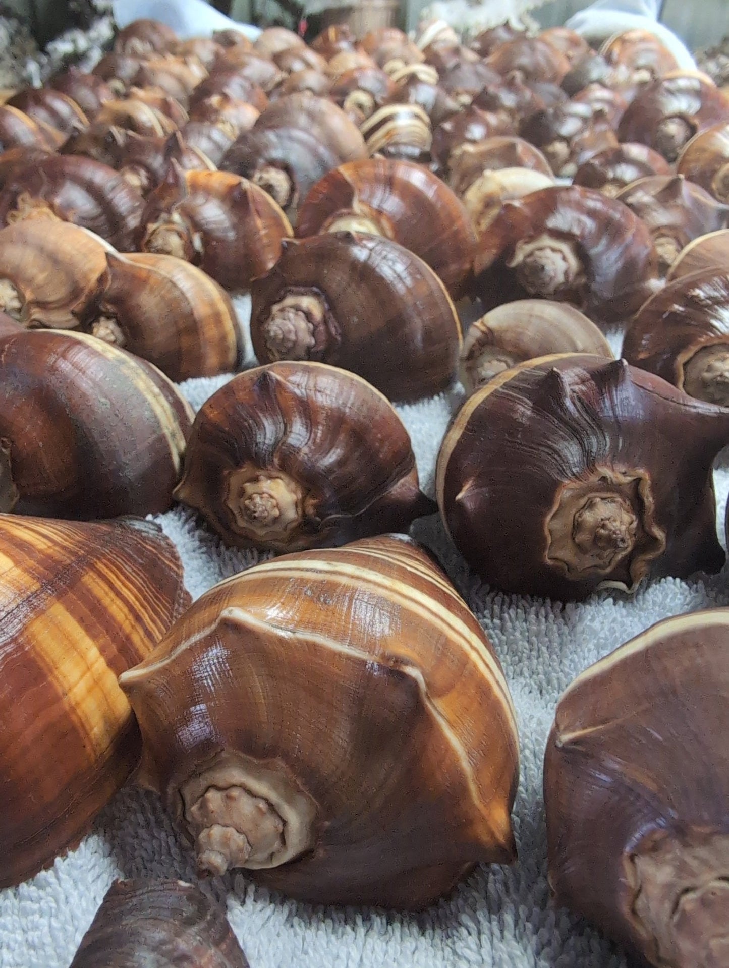 Fiber Pacific Crown Conch Shell - Melongena patula (Edged Lip)