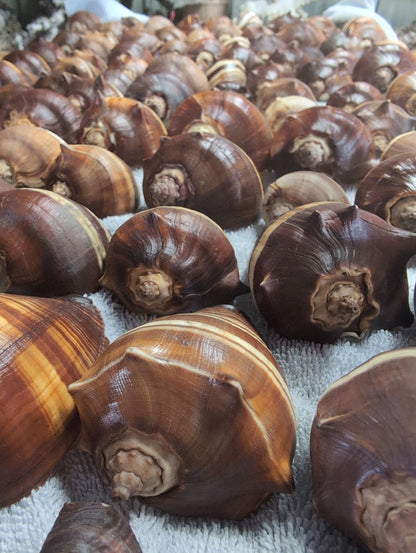 Fiber Pacific Crown Conch Shell - Melongena patula (Edged Lip)