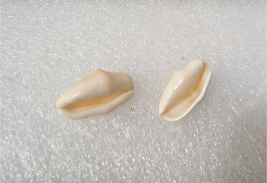 Flamingo Tongue Shell Cyphoma Gibbosum False Cowrie