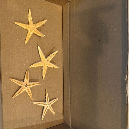 Real Flat Starfish