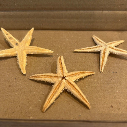 Real Flat Starfish
