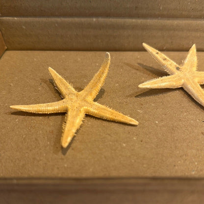 Real Flat Starfish