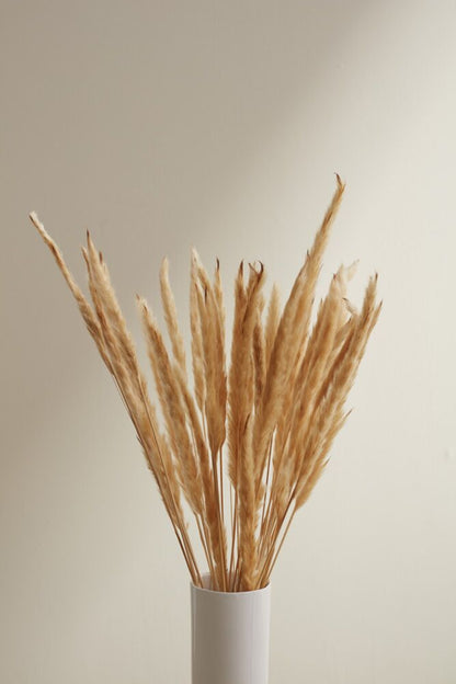 Fluffy Dried Pampas Grass