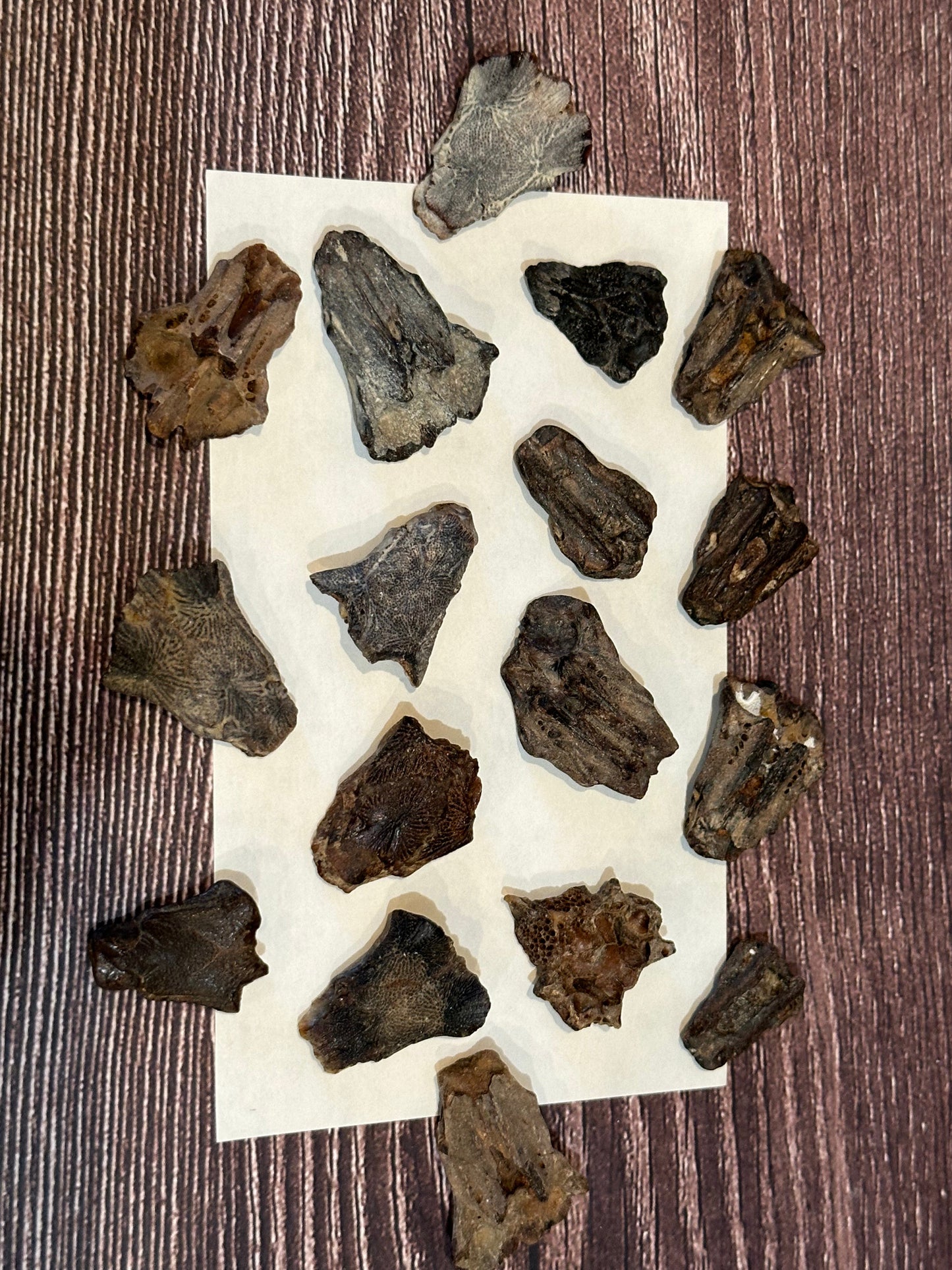 Port Aransas Fossilized Sea Robin Neurocranium