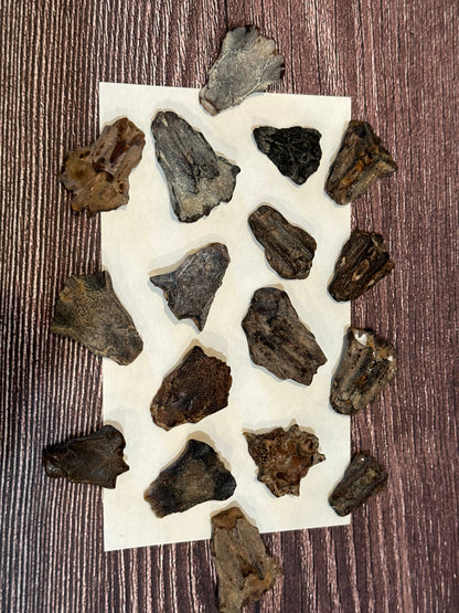 Port Aransas Fossilized Sea Robin Neurocranium