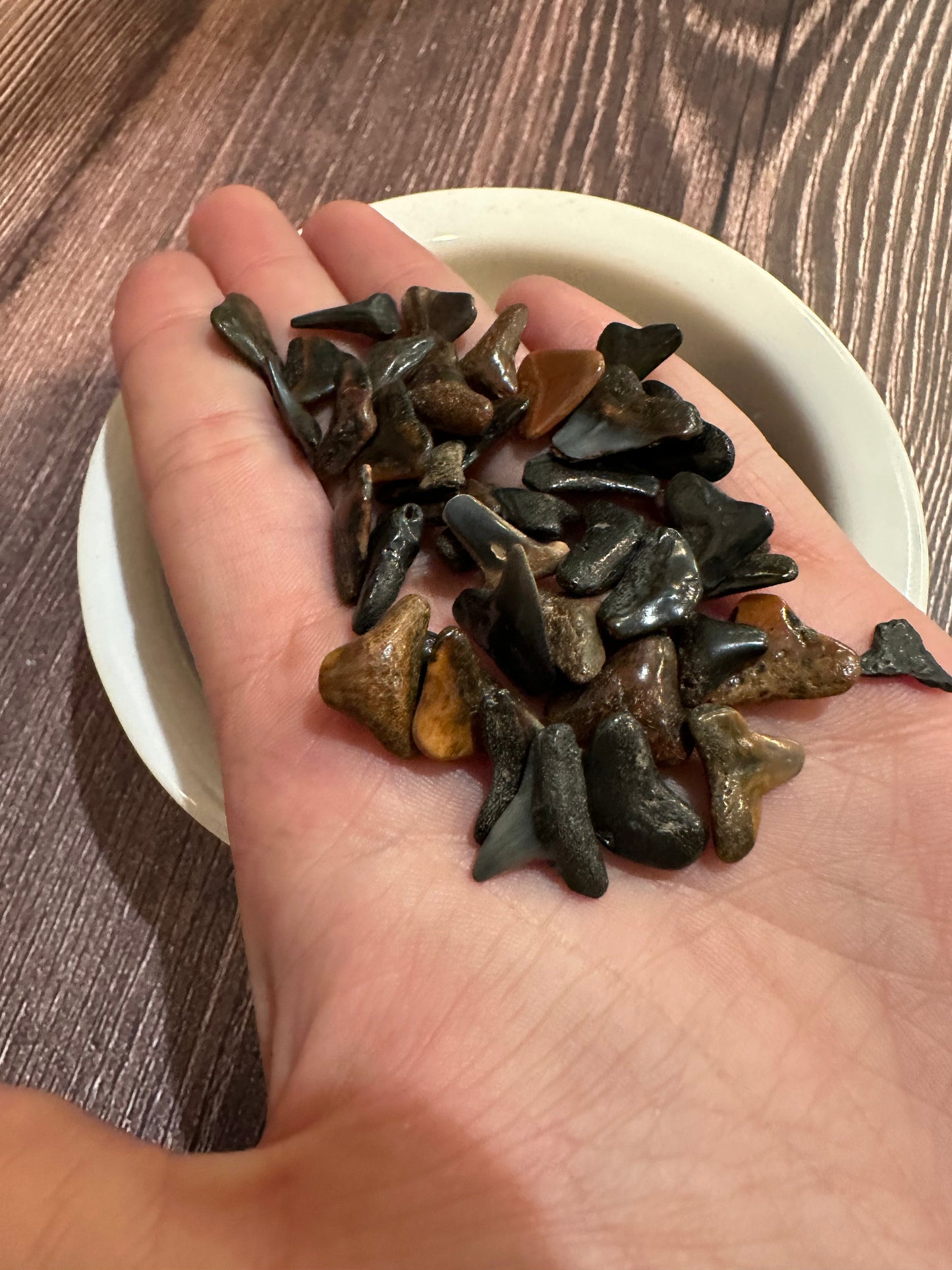 Assorted Fossilized Shark Teeth