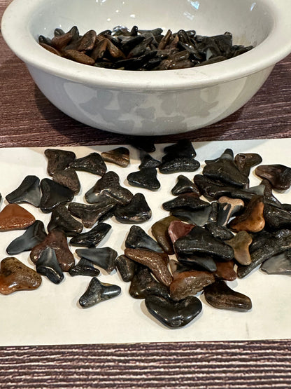 Assorted Fossilized Shark Teeth