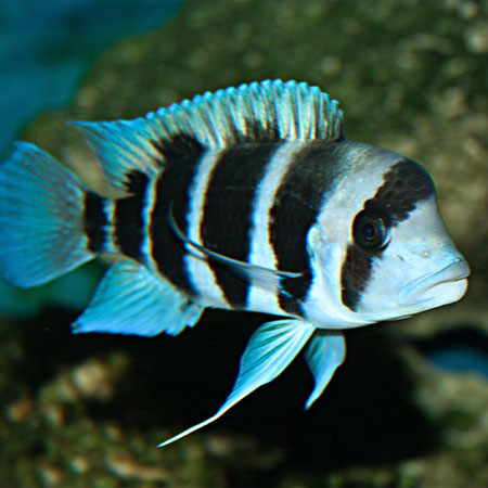 Fish with black and white stripes on a blurred natural background