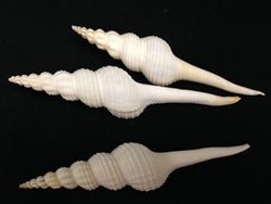 Fusus Colus White Spindle Shell
