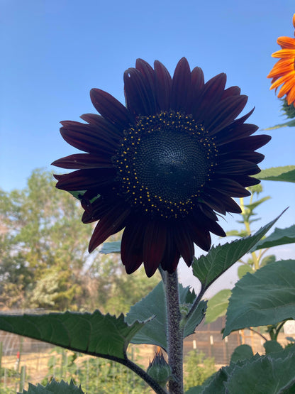 Fresh Deep Black Sunflower Seeds for Planting - Garden Growth for 50 Pcs