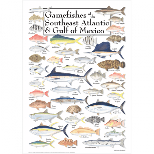 Gamefishes of the SE Atlantic & Gulf of Mexico Poster – 19″ x 27″