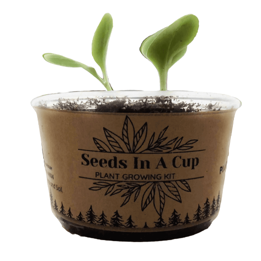 Garden in A Box by Seeds In A Cup® - Choose 5 Vegetable & Herb Kits